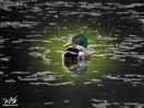 Mallard Duck - Kaczka Krzyżówka